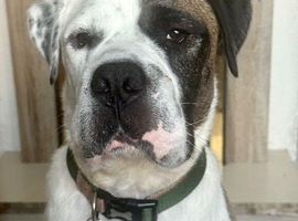 4 year old american bulldog for stud
