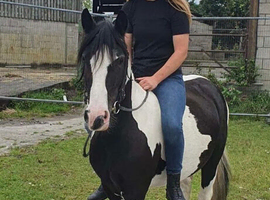 Two, Beautiful mare cob pony for sale 14.2hh 5yo
