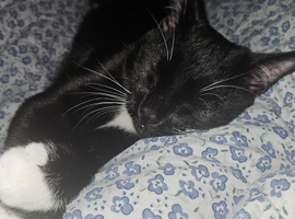 Black cat for sale