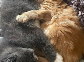 Beautiful Kitten