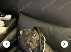 Staffordshire cross pittbull