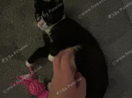 Tuxedo girl kitten