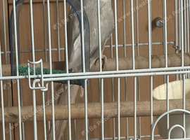 Indian ringneck female opaline mix grey white with big white cage and accessories