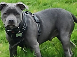 Beautiful blue 8 month old staffie male