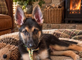 Beautiful German Shepherd