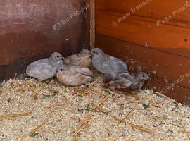 Button Quail Ready Now