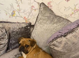 French bulldog Female