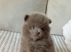 Amazing lilac girls russian line pomeranians