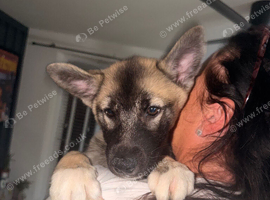 9 week old female
