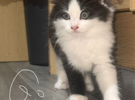 4 kittens looking home