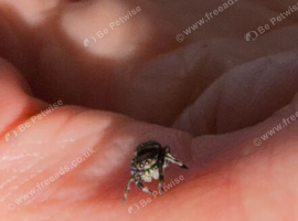 i4 bahamas jumping spider unsexed