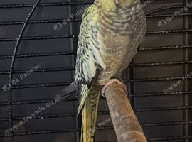 Cockatiel looking for new perch