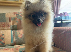 Kc registered boy pom