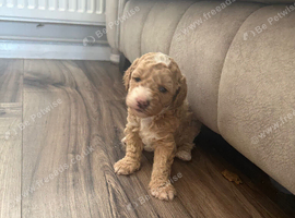 4 stunning cavapoo boys
