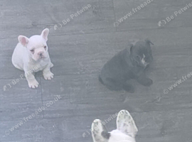 Miniature French bulldogs