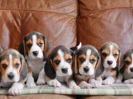 Stunning Health Tested Beagle Puppies