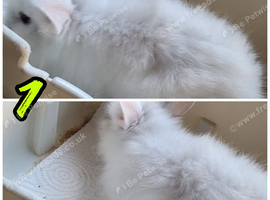 Purebred lionhead bunnies