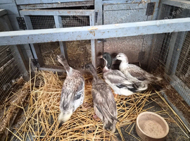 Call cross ducks