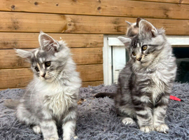 Maine Coon kittens