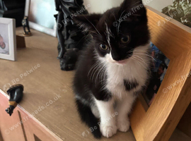 Kitten male