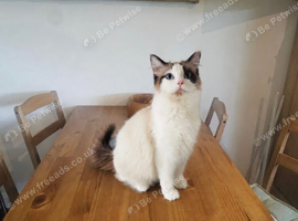 pure ragdoll pair for sale