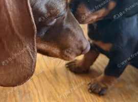 Beautiful Dachshund puppy