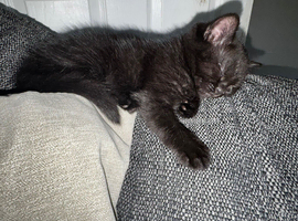 Long hair domestic x British short hair kittens