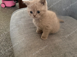 Male British shorthair kitten