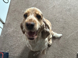 6 year old female cocker spaniel