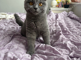 Stunning girl available