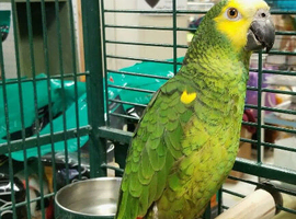 YELLOW CROWNED AMAZON
