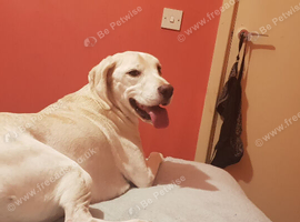 Looking for a loving forever home