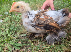 Beautiful Booted Pekin Bantam Rooster