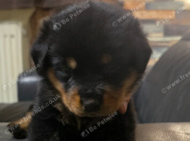 STUNNING LARGE ROTTWEILER PUPPIES - 6 GIRLS & 5 BOYS