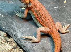 Last Red monster bearded dragons