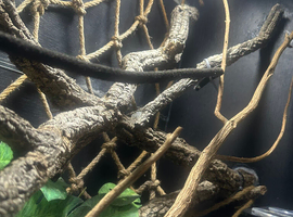 Vivarium and full set up