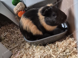 10 week old guinea pig, cage and full setup