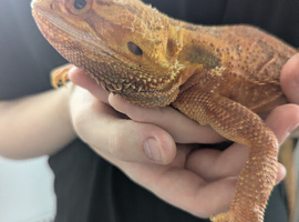 Red bearded dragon with vivarium