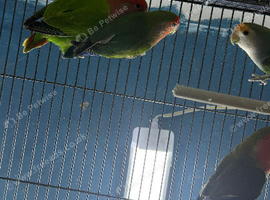 Lovebirds Glasgow