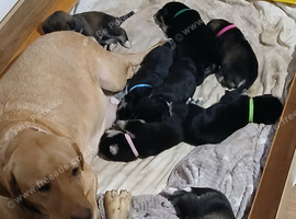 Huskador puppies