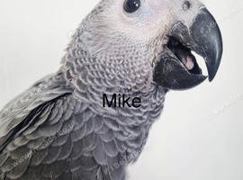 Gorgeous baby African grey
