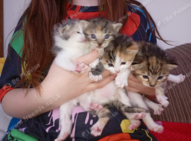 Kittens for sale