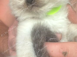 colour point ragdoll kittens only 2 left
