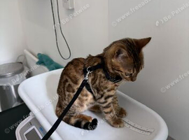 6 month old Bengal male