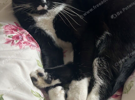 Cat for rehoming