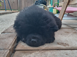 2 beautiful kc chow chow girls available