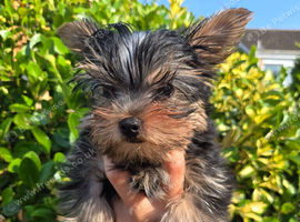 Very tiny boy available