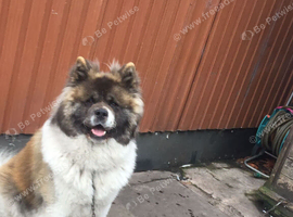 American Akita for sale