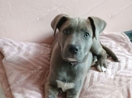 Mastiff cross husky mix