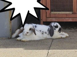2 beautiful bunnies